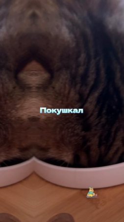 Как проходят ваши выходные?😸 #котики #юмор #смешныекотики