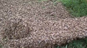 Искусственное роение по методу Таранова