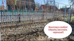 Уход за виноградом в ноябре. Влагозарядный полив, обрезка, укрытие, заготовка черенков.