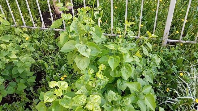 за день до похолодания прошлась по своим цветочкам на улице, кое-что пересадила смотреть онлайн