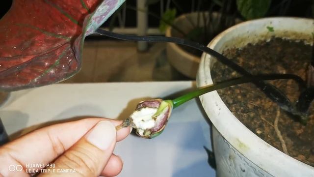 Silangan Tunggal Festivia siap di Tuai смотреть онлайн