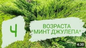 КАК ВЫГЛЯДИТ "МИНТ ДЖУЛЕП" В РАЗНОМ ВОЗРАСТЕ. 27.09.2023г.