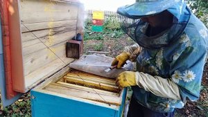 ПЧЕЛОВОДСТВО, Собрал ПЧЕЛ в ЗИМУ, 4 рамки РОСПЛОДА