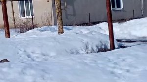 домашнии гусиные бои 2024 год