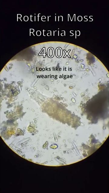 Rotifer in moss смотреть онлайн