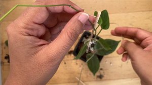 Repotting Rare Hoyas (Hoya Inflata.Hoya patella)