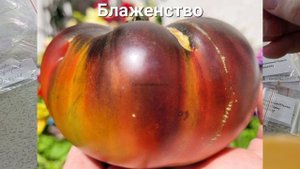 ПОТРЯСАЮЩЕ КРАСИВЫЕ СОРТА ТОМАТОВ НА СЕЗОН 2025 .часть 2