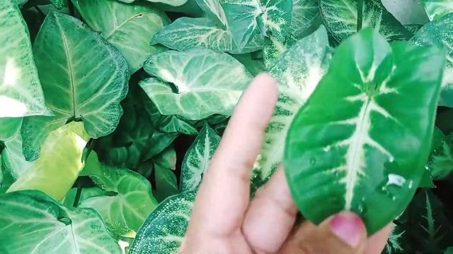 Syngonium care and propagation malayalam #fabsworld #sygonium #care