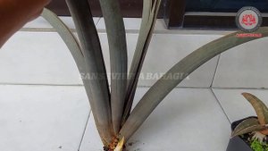 JENIS SANSE #6 || SANSEVIERIA PINK BAT R2470 DAN SUPER PINK BAT R2470