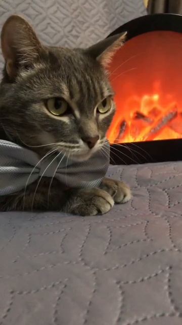 🐾  Этикет с Дейлом. Сегодня поговорим о том, как себя вести, когда человек чихает