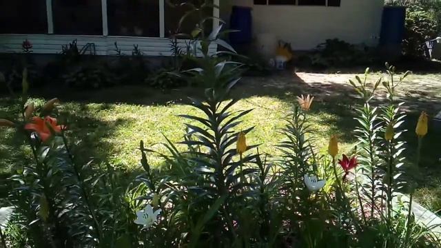 crinum Lily care in summer смотреть онлайн