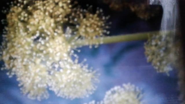 Ферула растёт.