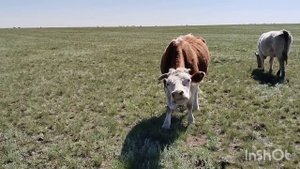 Собираю скот,коровы грызут кости.