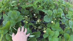 Садовая земляника, Азия на буграх, обзор на 19.06.21