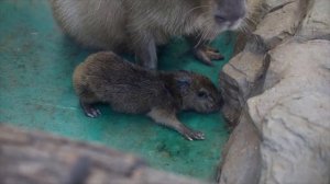 В Московском зоопарке появился на свет капибаренок.

На видео ему буквально час от роду.