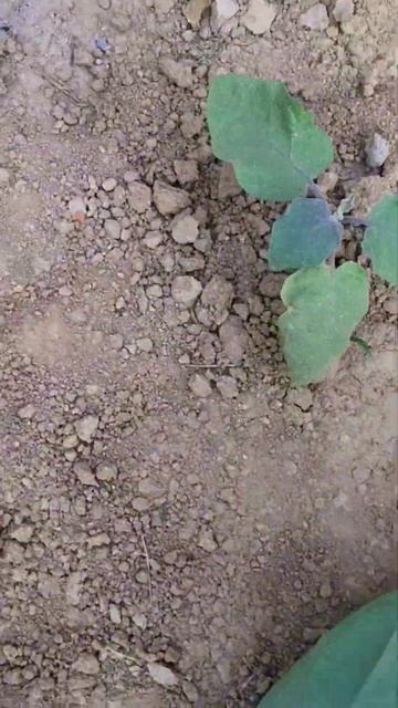 Wood Ash for Plants | राख जरूर डाले #woodash #raakh #woodashfertilizer #plantcare #gardening #short