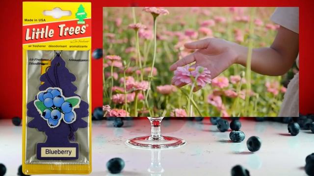 Discontinued Little Trees Collection # 043 (Blueberry) смотреть онлайн