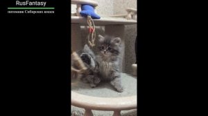 Сибирский  Зевс,Знайка  RusFantasy —