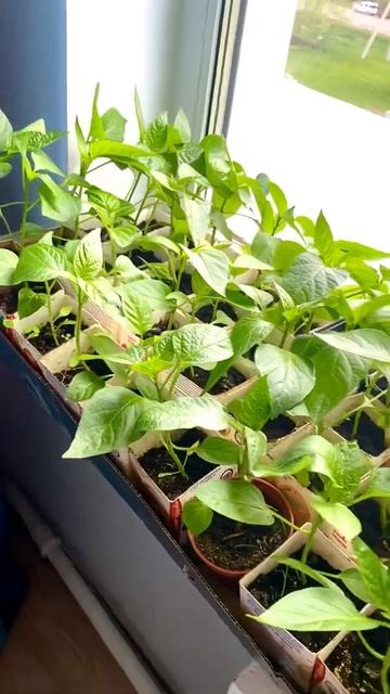 Болгарский перец красный толстостенный , как из магазина смотреть онлайн