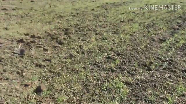 @MTZ 82 весенний  удобрения силитра  для пшенитцы чистый воздух для души