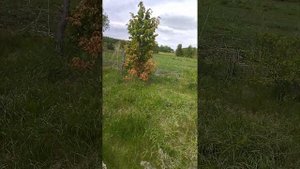 Волчья ягода,ядовитый кустарник.