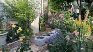 О розе Фабулос 🌸🌿🌸🌿🌸 и не только 28 мая 24г