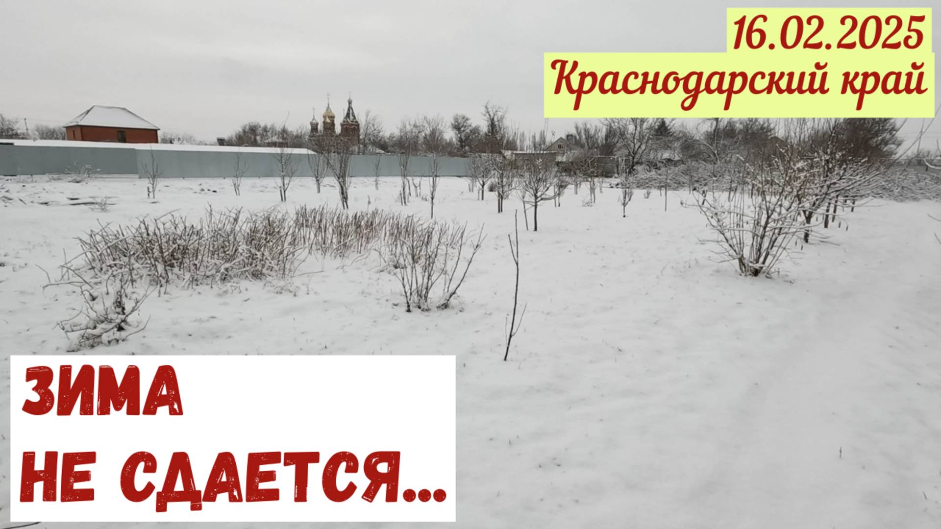 Краснодарский край(16.02.2025). Зима не сдается.