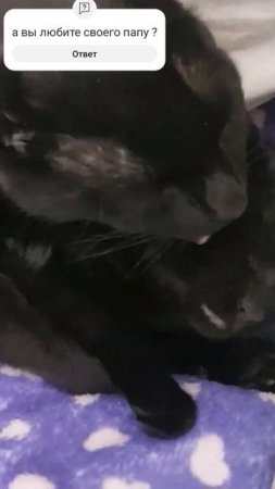 #котики #папа