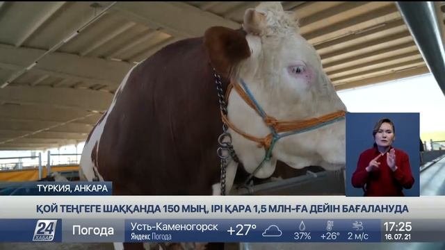 Түркияда ірі қаралар арасында «Құрбан сұлуы» байқауы өтпек