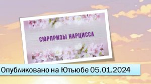 Сюрпризы нарцисса (05.02.2024)