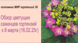 Гортензия к 8 марта
