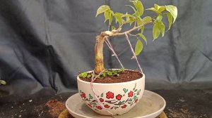 √3 фикус132 Бенджамина Бонсай)