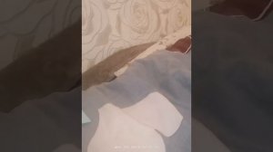 школа котиков 1 серия контрольная!