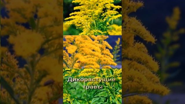 Золотарник канадский, невероятно полезное и опасное растение. смотреть онлайн