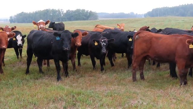 Diamond C Farms - 860# August Grass Heifers - 70 Head (Merridale, MB) смотреть онлайн