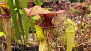 Sarracenia oreophila Pitcher Plants