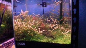 Algae, Emersed bin and Life updates