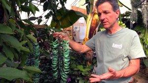 Growing the Jade Vine (Strongylodon macrobotrys)