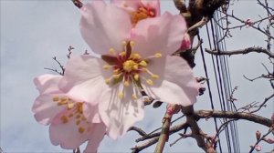 Горький Миндаль 13 февраля 2024 г.