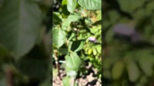 Мерхенцаубер (Marchenzauber) троянда@СвітРоузГарден