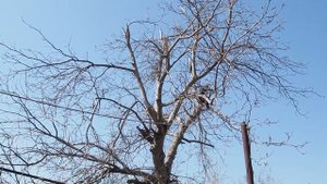 Спил большого дерева