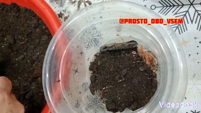 КАК ОЖИВИТЬ и ПОДКОРМИТЬ ОРХИДЕИ 🌷🌷🌷#орхидеи #foodblogger #советы #какухаживатьзаорхидеей #respect смотреть онлайн