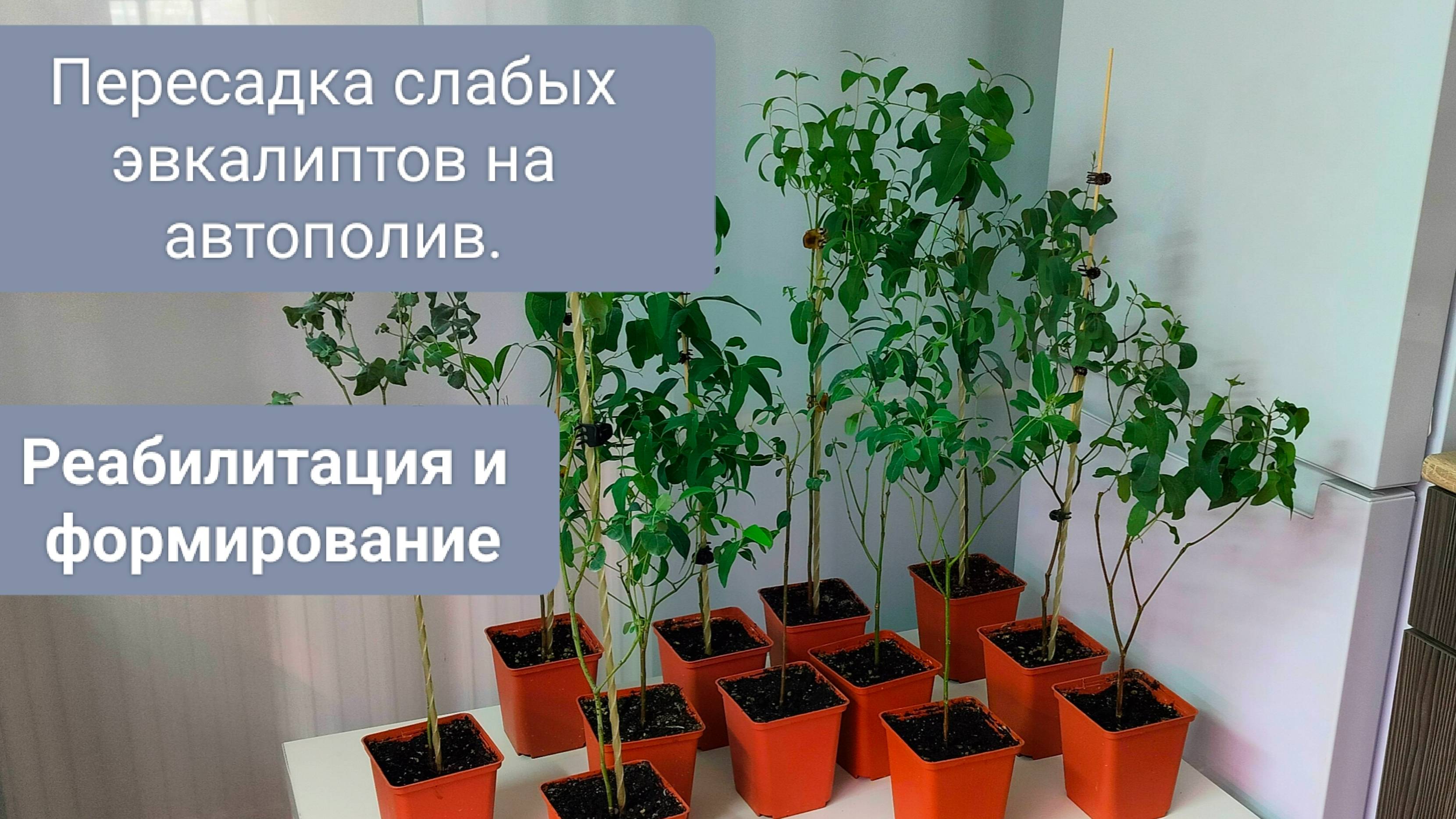 🟢ПЕРЕСАДКА слабых ЭВКАЛИПТОВ НА АВТОПОЛИВ. ТОНКОСТИ  ПОДРОБНО.