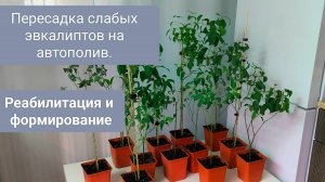 🟢ПЕРЕСАДКА слабых ЭВКАЛИПТОВ НА АВТОПОЛИВ. ТОНКОСТИ  ПОДРОБНО.