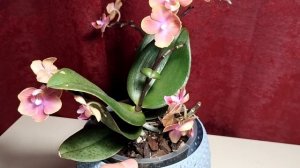 Орхидея Дасти Бель из ,,Букетного Бутика"