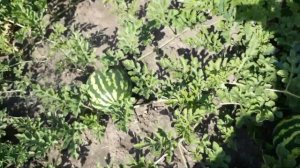 Уборка арбуза сорт Карестант.