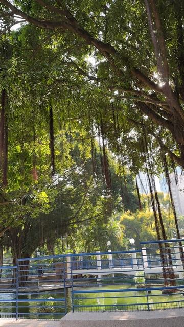 Парк Коулун в Гонконге смотреть онлайн