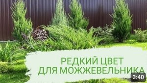 ЗЕЛЁНЫЕ МОЖЖЕВЕЛЬНИКИ  И ВРЕМЕННО ЗЕЛЁНЫЕ МОЖЖЕВЕЛЬНИКИ. 11.10.2023г.