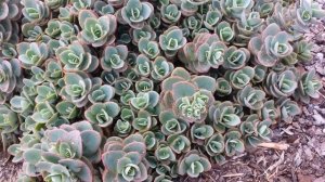 Best Perennials For Sun - Sedum 'Lime Zinger' (Stonecrop)