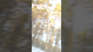 гонка с Мото_челом